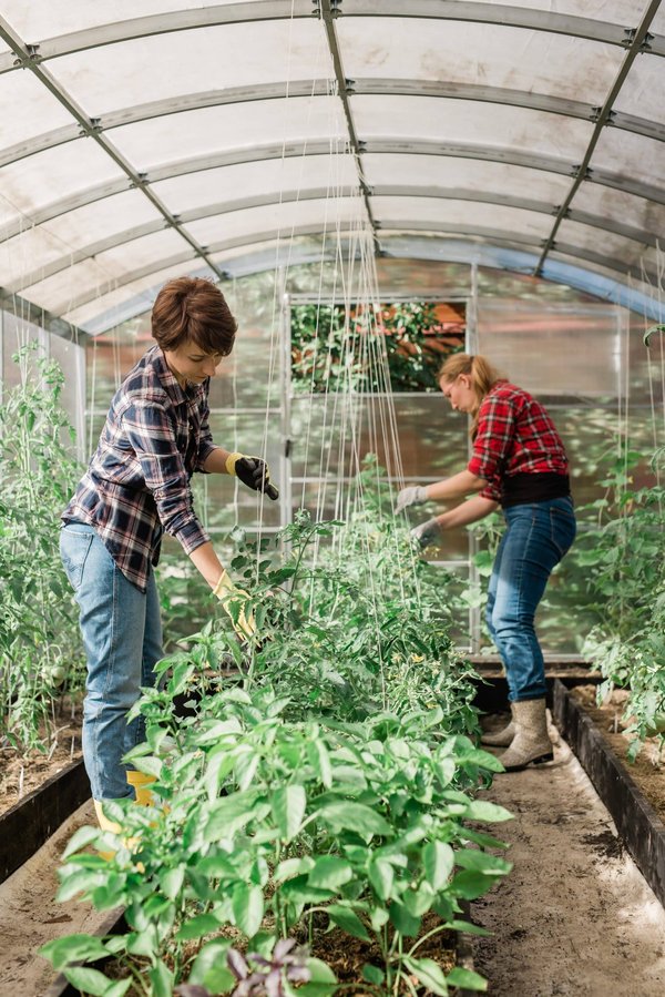 Quels sont les avantages d'une serre de jardin ?