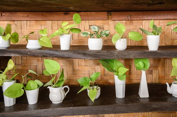 Les plantes grimpantes : comment les utiliser pour habiller vos murs et clôtures de jardin ?