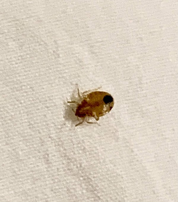 Les punaises de lit : comment prévenir une infestation ?