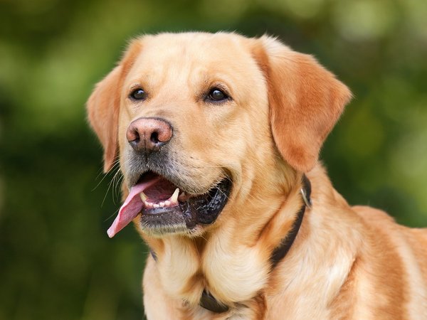 Top 3 des meilleures races de chien à adopter